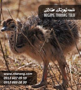 فروش جوجه شترمرغ يک هفته